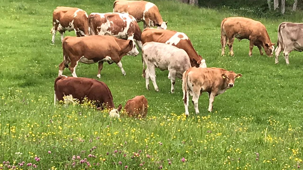 Mutterkuhherde Mutterkuhherde